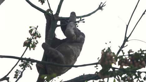 Grey-furred-sloth-climbing-branch-during-overcast-day-in-tropical-jungle,-slowmo