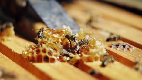 beekeeper removing honeycomb from beehive in apiary