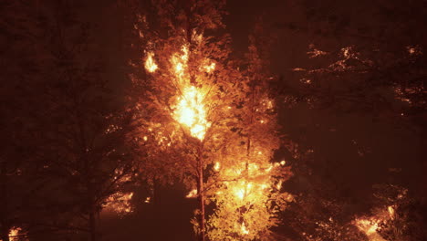 forest fire at night