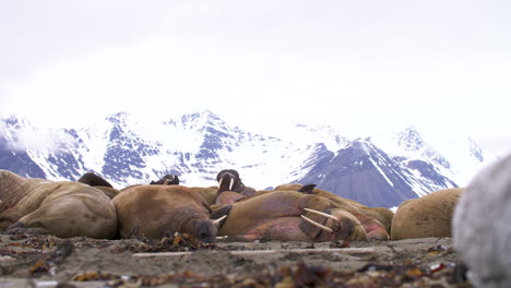 Eine-Herde-Wilder-Walrosse-Schläft-An-Einem-Strand-Auf-Spitzbergen-In-Der-Hocharktis