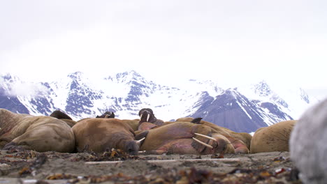 a herd of wild walrus sleep on a beach in svalbard in the high arctic