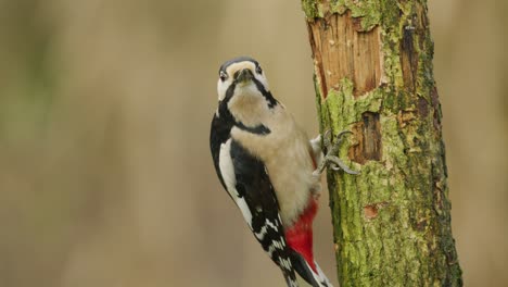 great spotted woodpecker on a tree trunk