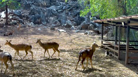 deer walking together in a zoo enclosure