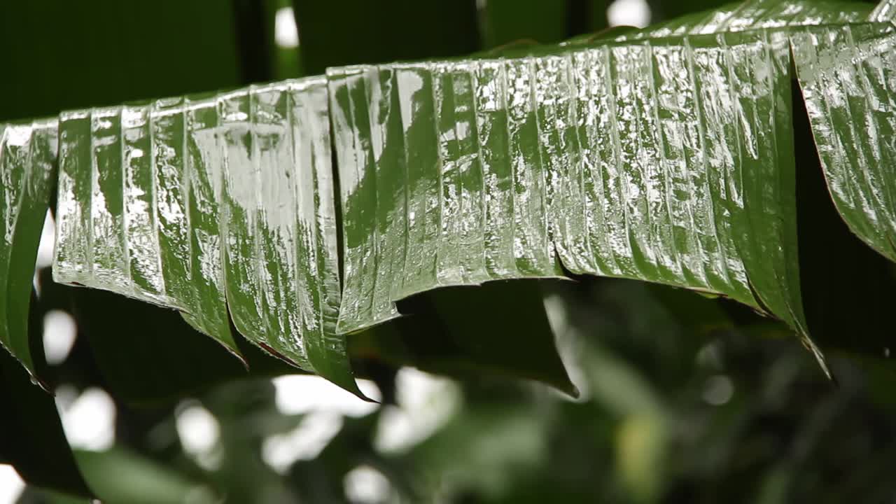 Primer plano de una hoja de plátano en un día lluvioso