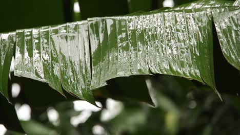 close up of a banana leaf on a rainy day