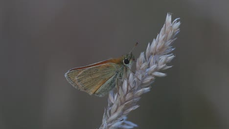 Pequeña-Mariposa-Skipper,-Thymelicus-Sylvestris-Posada-Sobre-La-Cabeza-De-Hierba