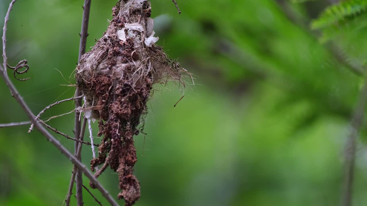 A nest moving with the wind, Olive-backed Sunbird Cinnyris jugularis, Thailand