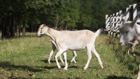 ziegenherde auf dem feld