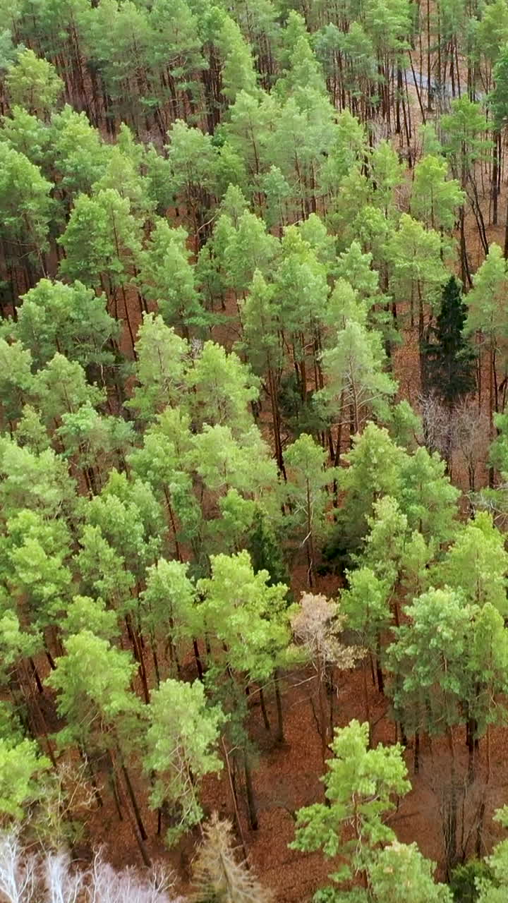 White birch trees without leaves in a pine green forest. Aerial view. Vertical video
