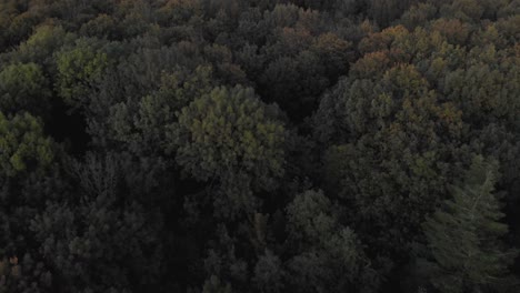 Toma-Aérea-De-Un-Bosque-Que-Se-Desplaza-Lentamente-Hacia-Arriba