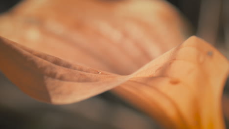 foto macro de hoja naranja a la luz de la mañana, reenfoque, cámara lenta