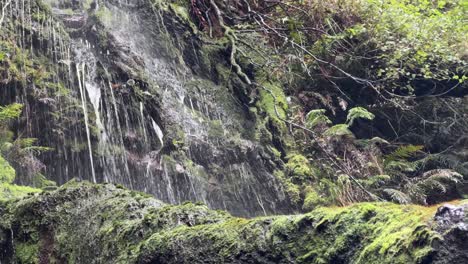 A small waterfall in Cape Town, South Africa’s forests