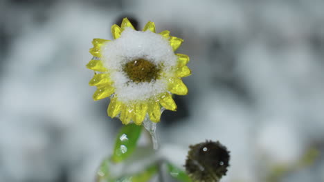 close-up of snow-covered sunflower with a thick layer of snow on its petals, showcasing winter nature with soft blurred background and winter ambiance