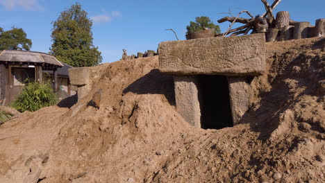 mob of meerkats explore their enclosure at a wildlife safari park