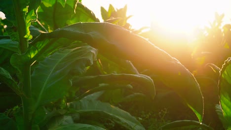 close up shot of dried tobacco leaves on field during drought and sunbeams in backdrop