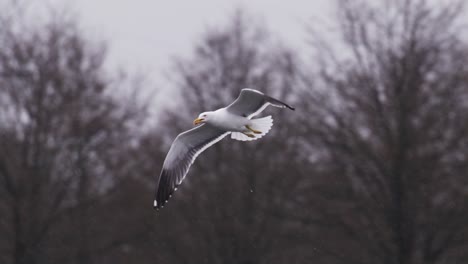 seagull flying through the air, rainy overcast day, forest trees, slow motion cinematic close up tracking shot