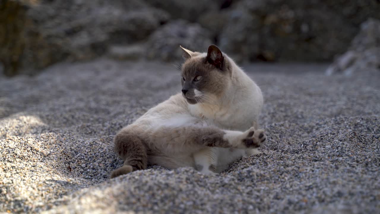 Gatto curioso e giocoso che si pulisce sulla spiaggia, seduto nella sabbia