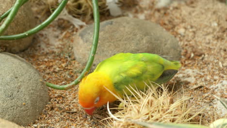 el pájaro amoroso de fischer se alimenta de semillas en el suelo en un desierto salvaje.
