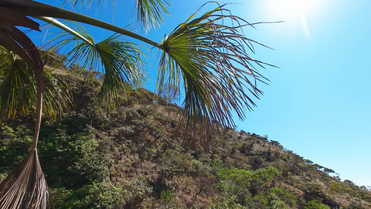 Buriti palm rising against bright savanna sunlight, highlighting verdant Cerrado landscape with native Brazilian wilderness stretching across horizon