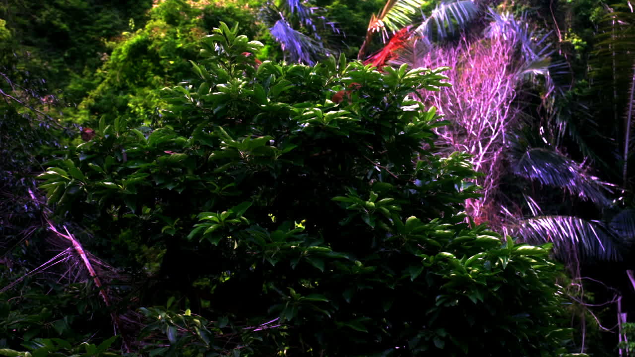 나무에 있는 원숭이를 보고 있습니다.