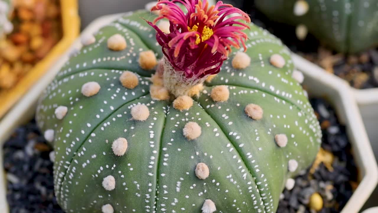 Close-up of an Astrophytum cactus showcasing a vibrant pink flower in a geometric pot.