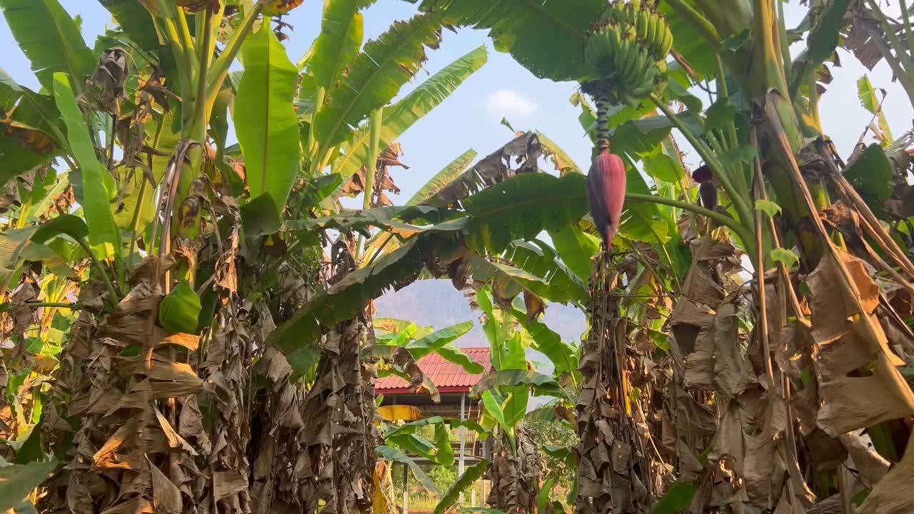 A vibrant banana plantation with large green leaves and ripening fruit frames a house with a red-tiled roof, creating a lush and tropical atmosphere.