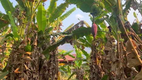 a vibrant banana plantation with large green leaves and ripening fruit frames a house with a red-tiled roof, creating a lush and tropical atmosphere.