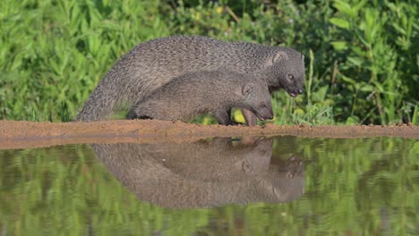 egyptian mongoose (herpestes ichneumon)a mother and her pup come to drink water and forage for food near the riverbank
