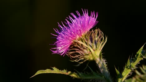 closeup of a milk thistle flowerhead against blurred dark background