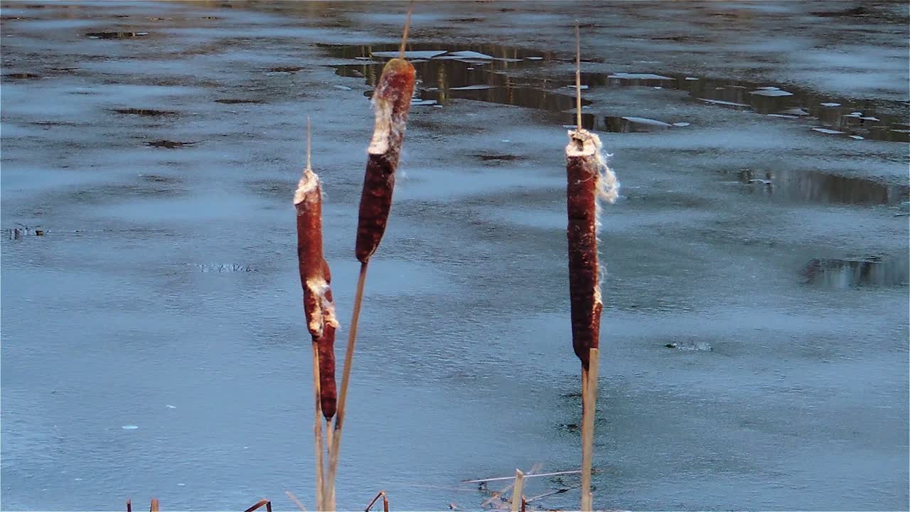 vista en cámara lenta de totora invierno 30 fps - toma constante de mano