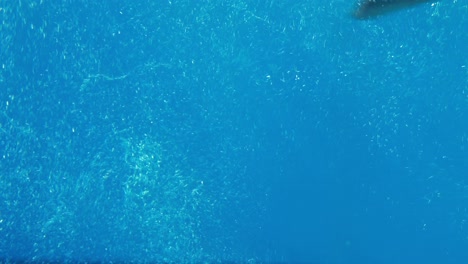 man swimming in the pool