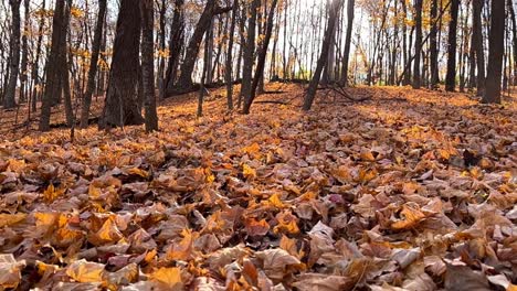 Hojas-En-El-Suelo-En-Un-Bosque-En-Minnesota-Durante-La-Hora-Dorada-Del-Otoño