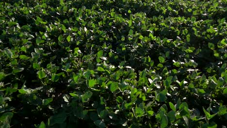 Slow-motion-pan-from-right-to-left-of-a-sown-soy-field-on-a-let-summer-afternoon