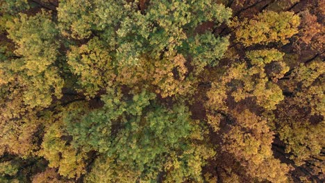 Toma-Aérea-Superior-De-Un-Bosque-Colorido-En-Otoño-En-Hungría