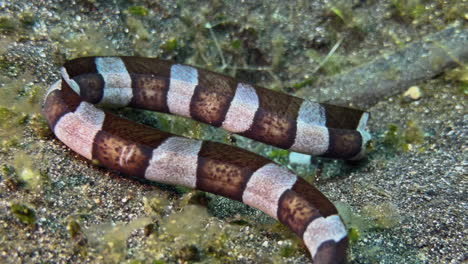Close-up-shot-of-Banded-snake-eel-which-has-stuck-its-head-into-a-depression-in-the-sea-floor-and-is-apparently-looking-for-prey-there