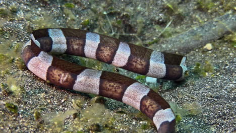 fotografía de cerca de la anguila serpiente con bandas que ha metido la cabeza en una depresión en el fondo del mar y aparentemente está buscando presa allí