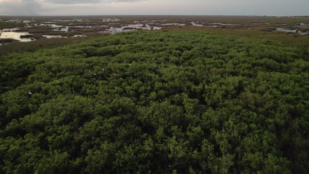 White Ibis Rookery at Dusk Aerial 3