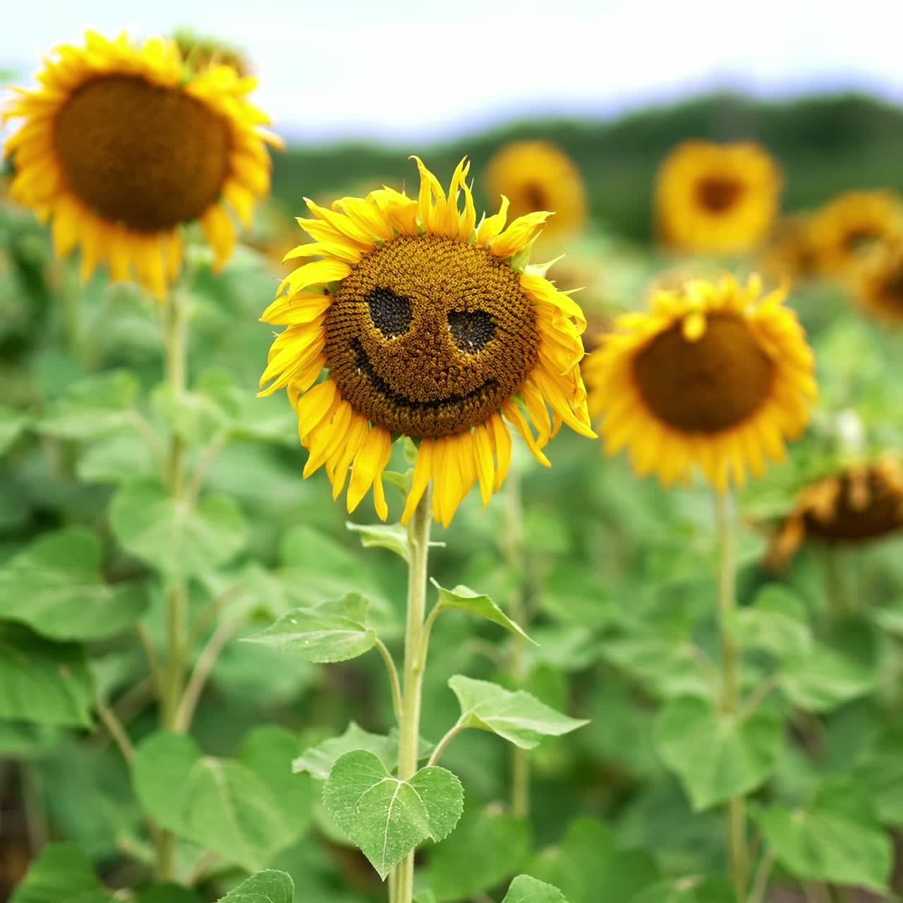 Fading sunflowers in the agricultural field after blossoming. Daytime in the farmlands. Blurred background