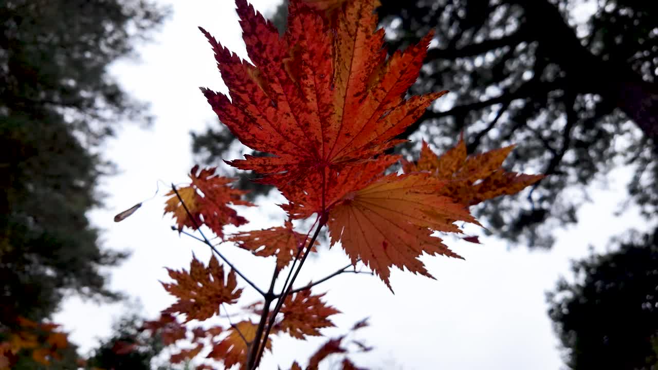 Low angle view of red japanese maple leaves changing color during fall season with blurred background