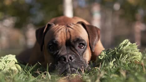 vista de cerca de un adorable perro boxeador mirando a su alrededor mientras está de pie al aire libre en un parque