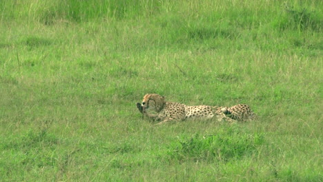 guepardo lamiendo su pie mientras se acuesta en la hierba verde en masai mara kenia - tiro ancho