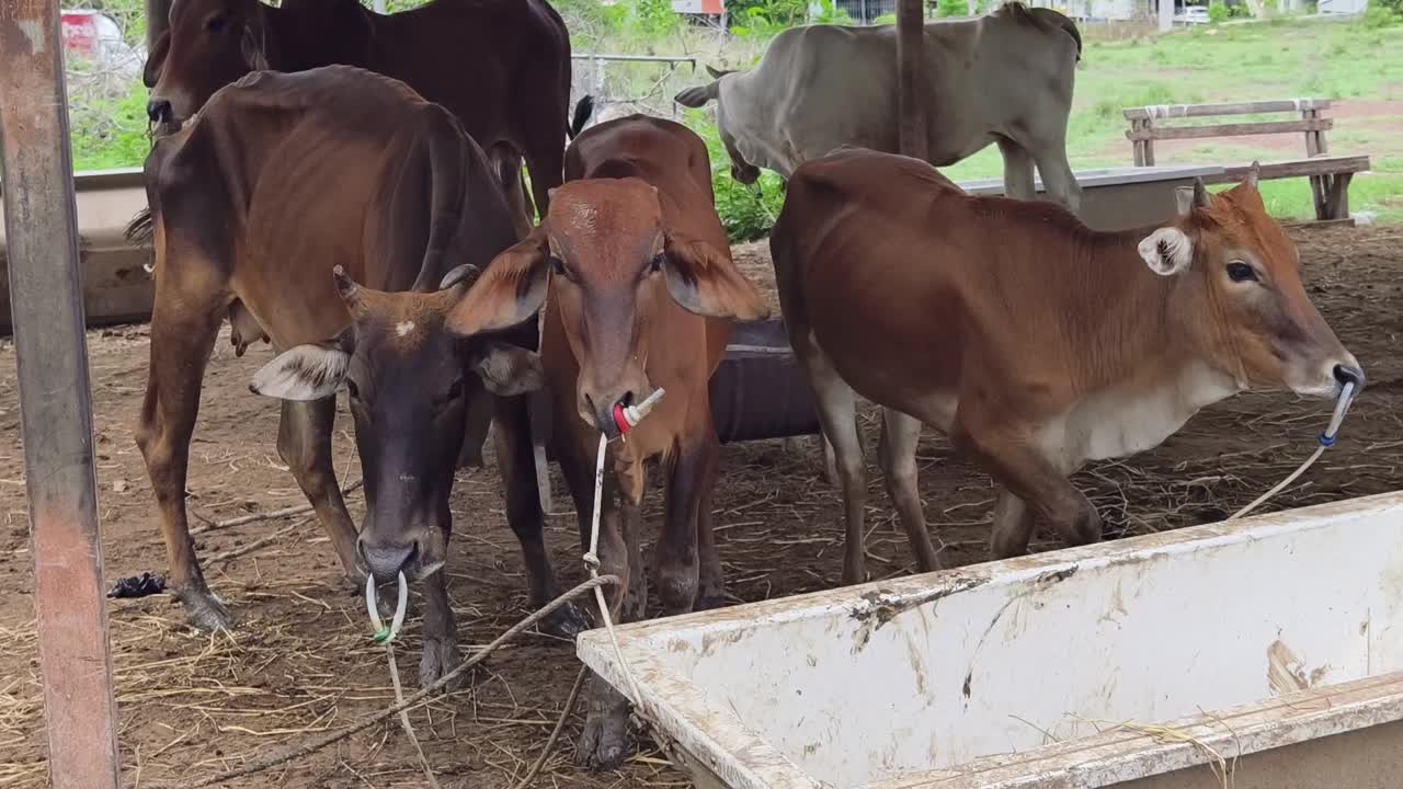 농장 창고 에 있는 소 들