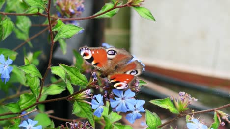 a beautiful peacock butterfly settled on a wild flowering bush, close up