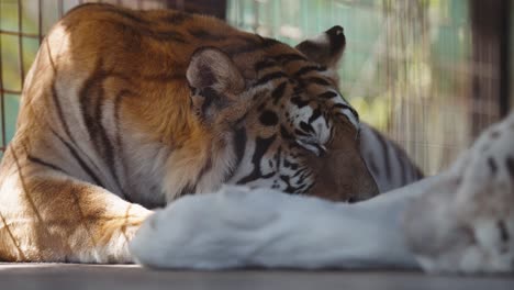 a majestic tiger resting in the shade inside a sanctuary enclosure, captured in soft daylight.