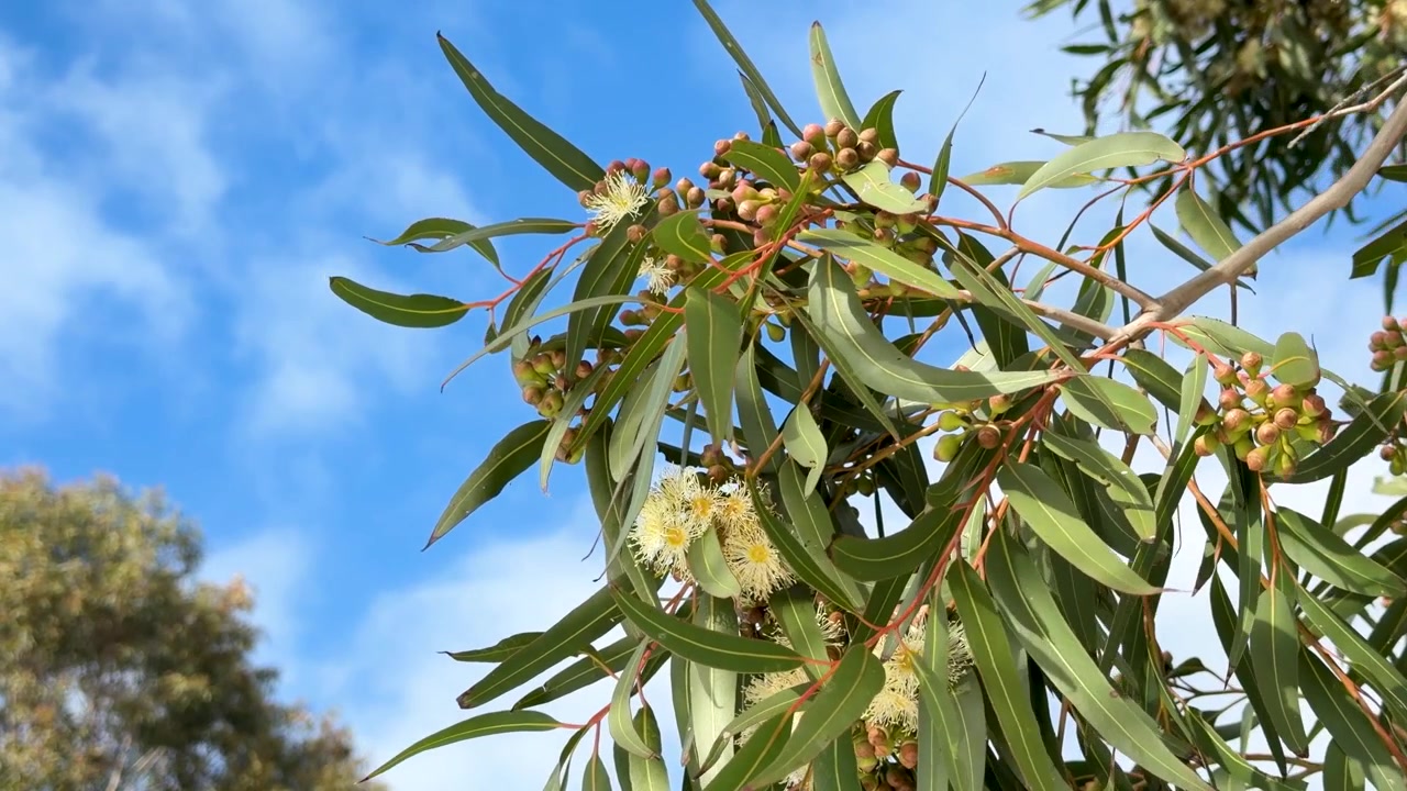 Blomstrende eukalyptustregren mot en blå himmel
