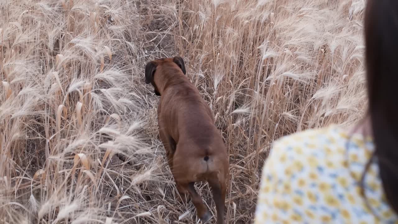 Back view, Young hispanic woman walking with his boxer dog through the wheat field.