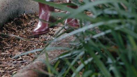 piernas de mujer caminando por el camino del bosque caminando sobre las raíces de los grandes árboles usando botas rojas explorando la naturaleza disfrutando del viaje en el bosque