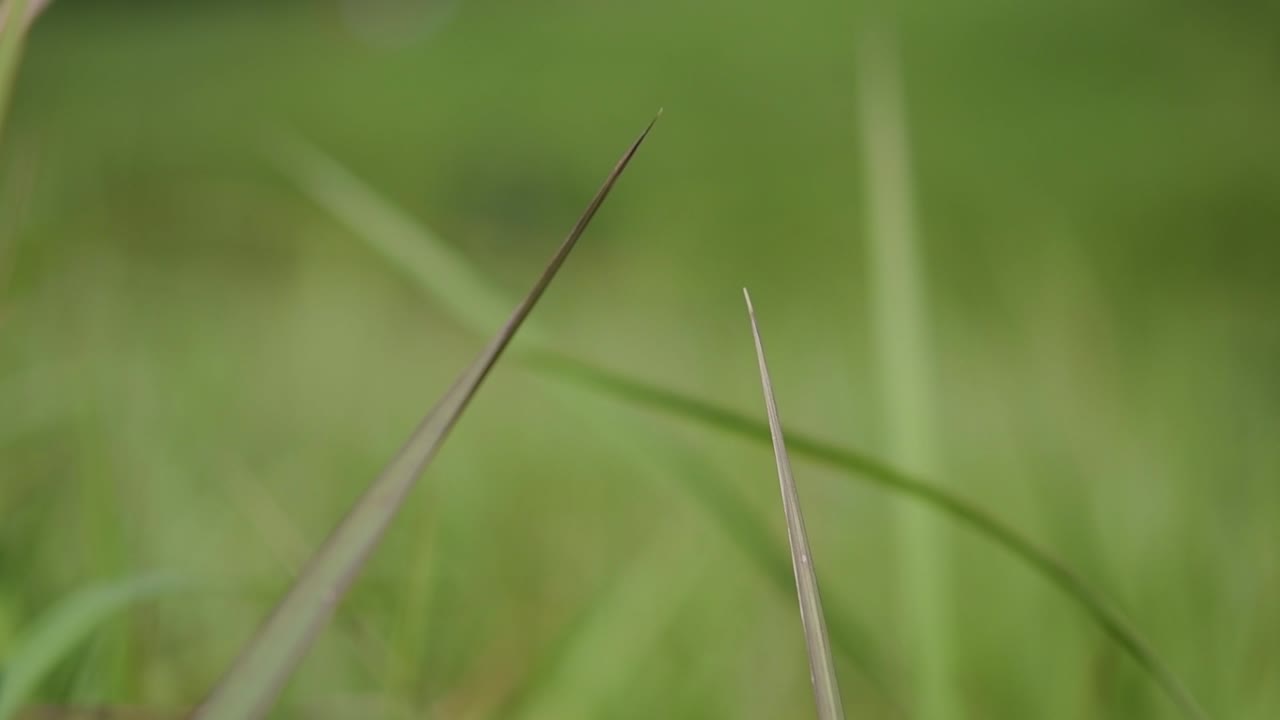 Un'erba perenne nativa dell'Asia tropicale e subtropicale e introdotta anche in diversi paesi.