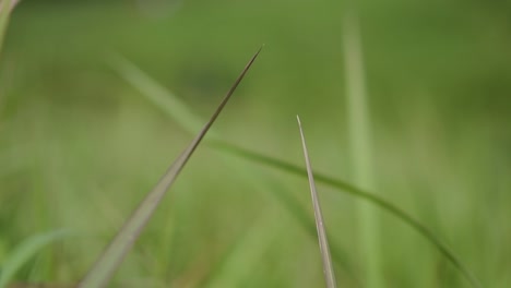 Ein-Mehrjähriges-Gras,-Das-Im-Tropischen-Und-Subtropischen-Asien-Beheimatet-Ist-Und-Auch-In-Mehrere-Länder-Eingeführt-Wurde