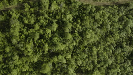 Aéreo---Copas-De-Abedul-En-El-Bosque-De-Vaglaskogur,-Islandia,-De-Arriba-Hacia-Abajo